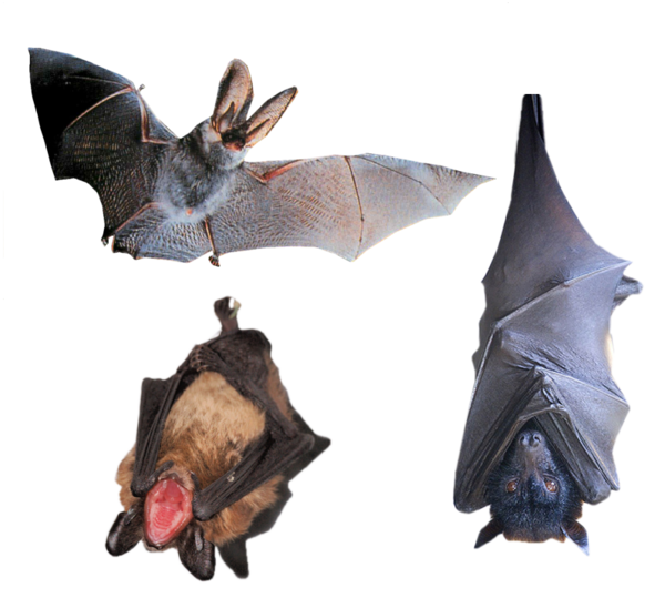 Chauve-souris
